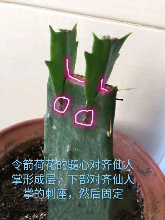 因为太嫩的仙人掌嫁接以后难以愈合,主要是形成层不明显,伤流太严重