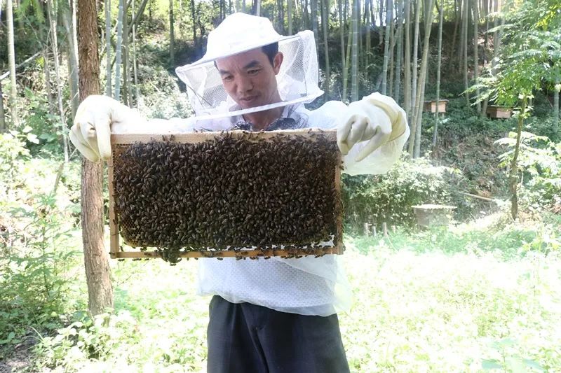 脱贫故事小蜜蜂脱贫路