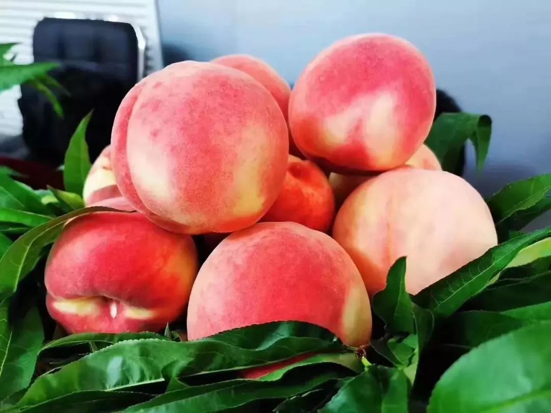 河北,山东等地的优质鲜桃,涵盖大京红,大久保