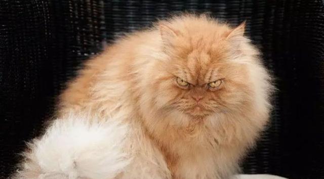 猫咪生气的时候都有什么表现?