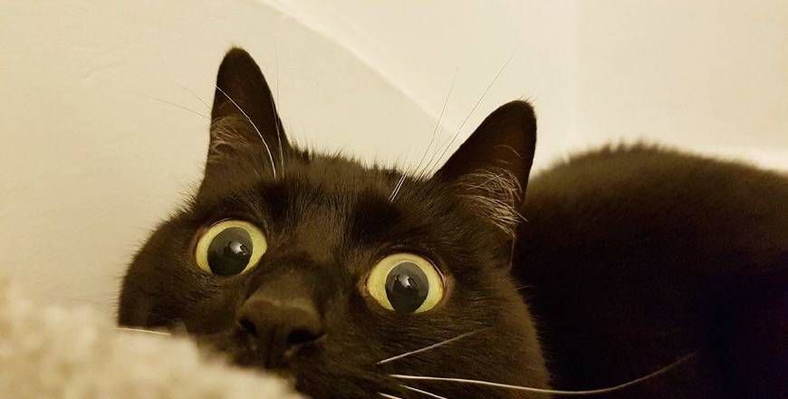 猫咪总瞪着眼睛,好像看到什么奇怪的东西,主人一看