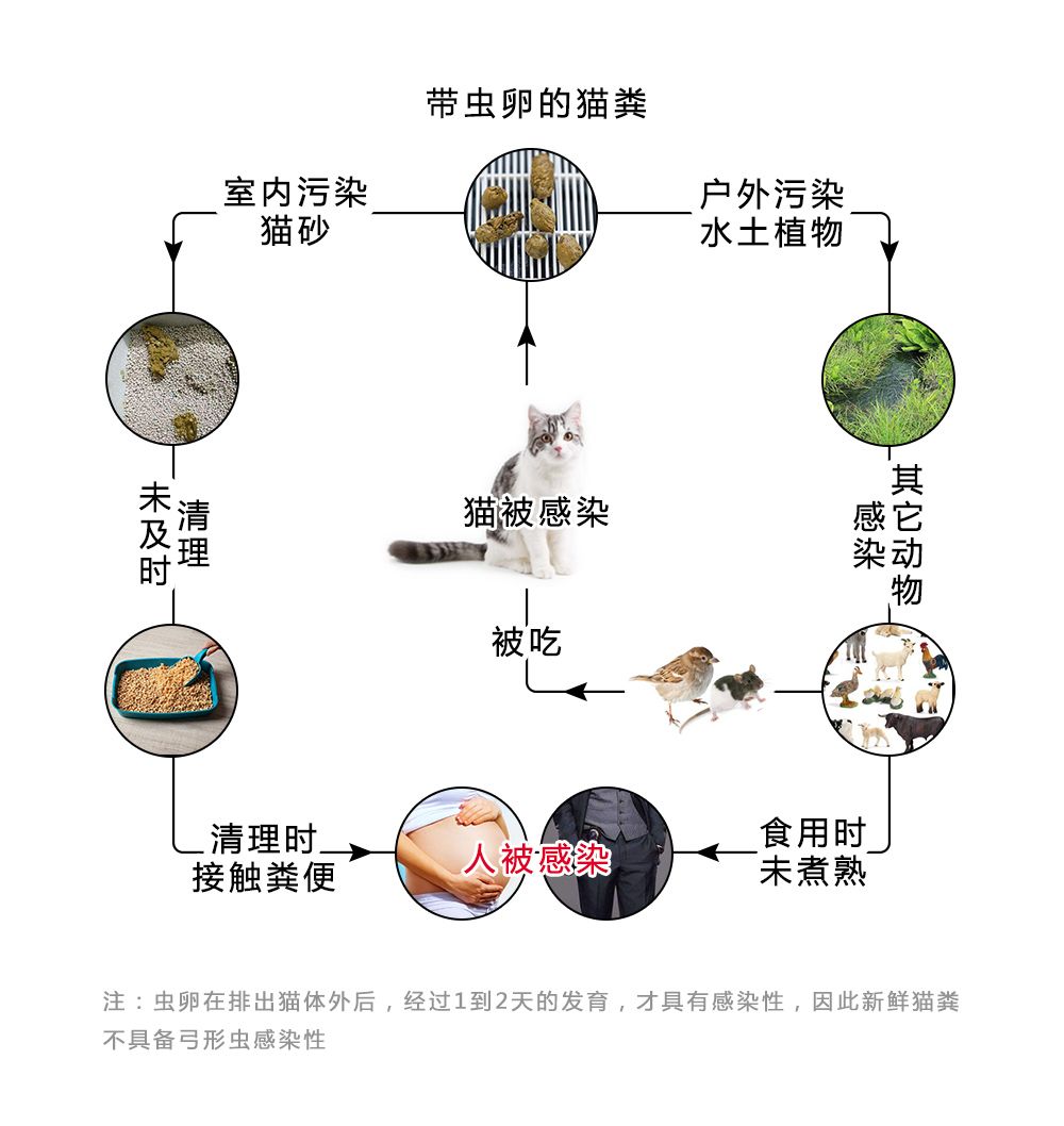 貓身上繁殖下一代弓形蟲很挑剔蹭著喵星人的熱度火起來了它作為寄生蟲