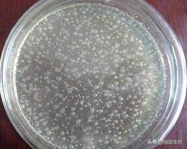 微生物菌有多强大种植水产养殖都离不开它一