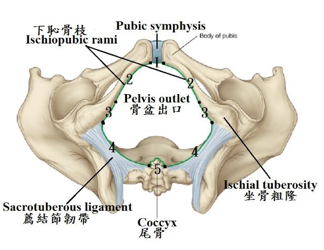 tuberosity图片