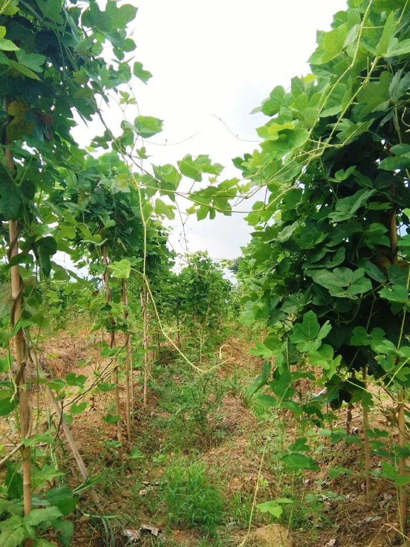 种植南药葛根富林这片油菜花基地又焕发勃勃生机