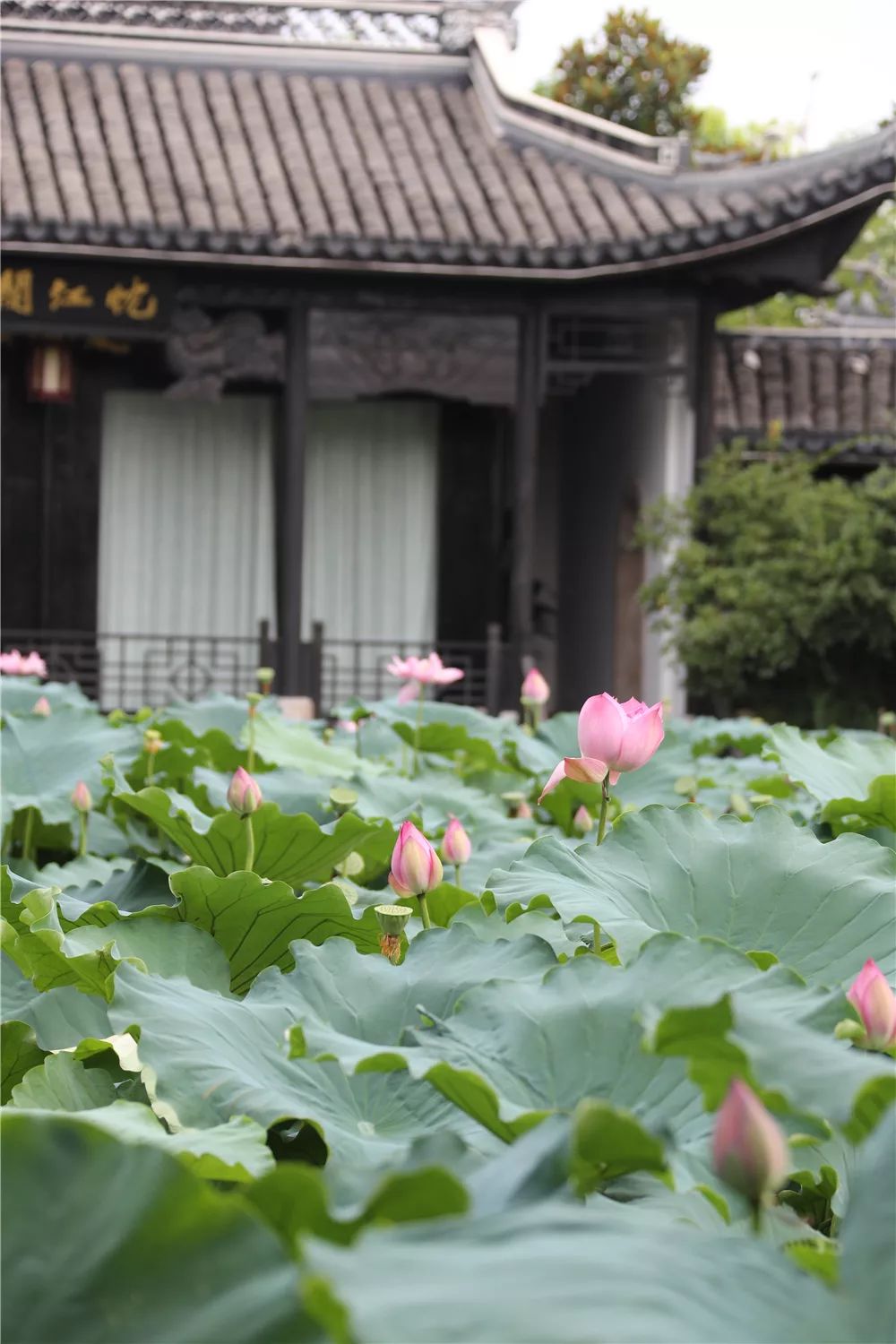杭州有西湖的曲院风荷,北京有圆明园王府荷园,满塘的荷影,流水,香风