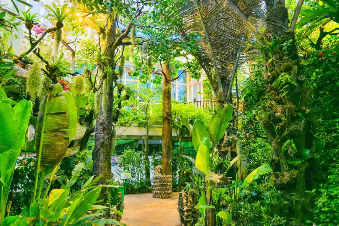 打卡完15000㎡超大室内雨林馆,孩子说要给我上堂自然课?