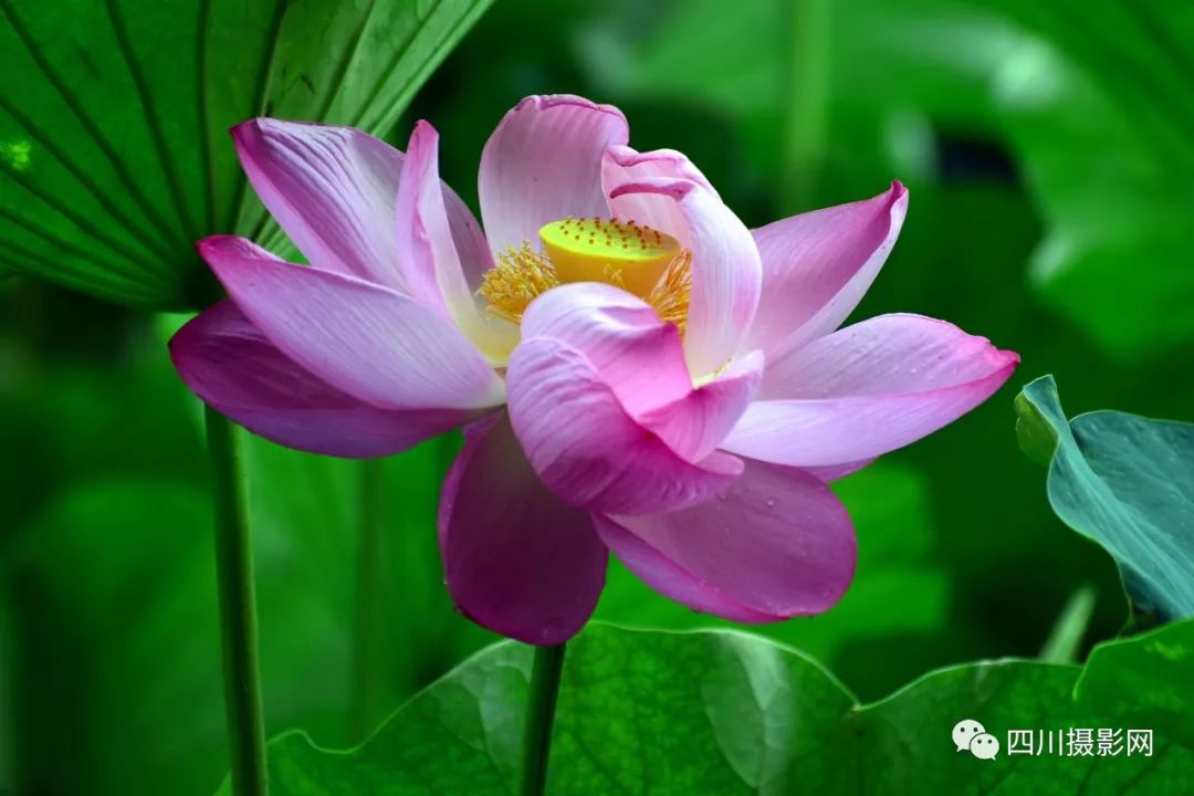 荷花摄影大赛作品分享与世无争桂湖红莲