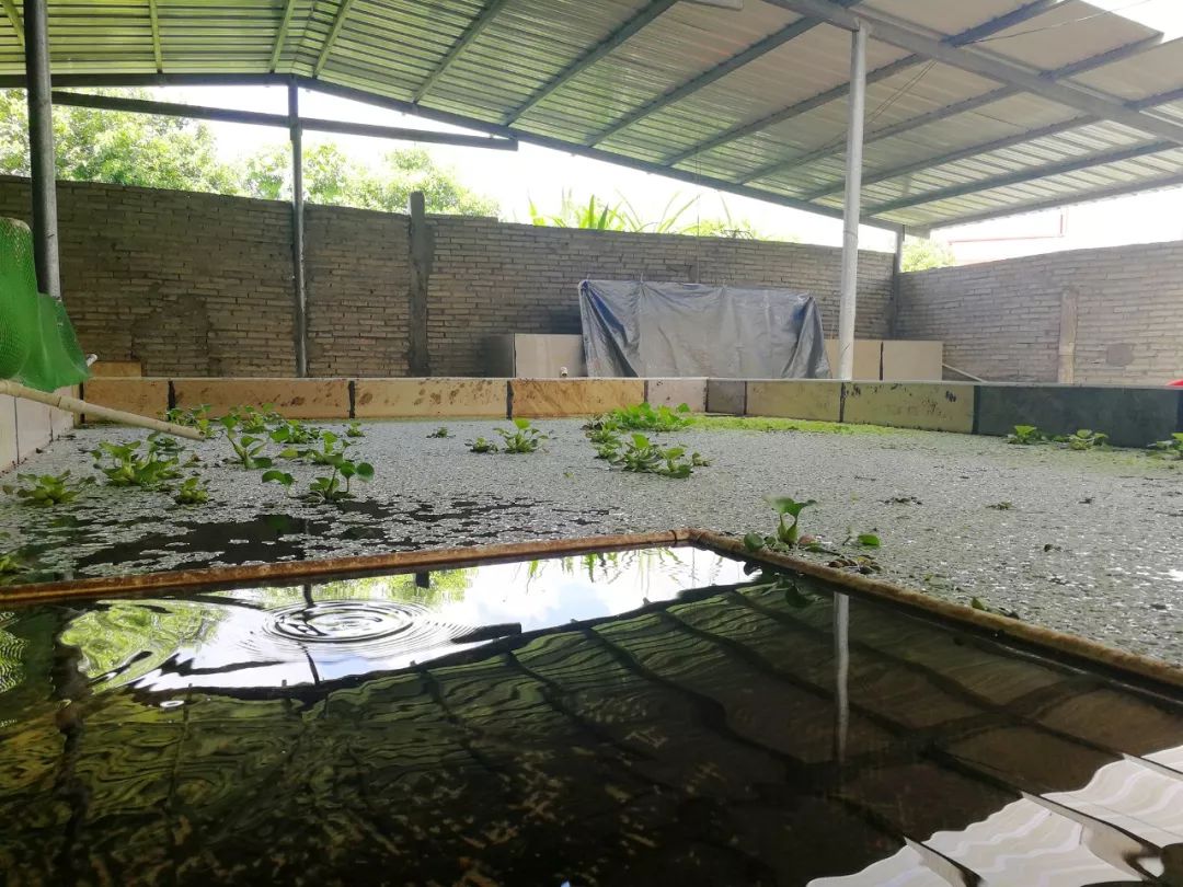 鳑鲏婆变身网红他说要在博罗打造中国斗鱼饲养专业村