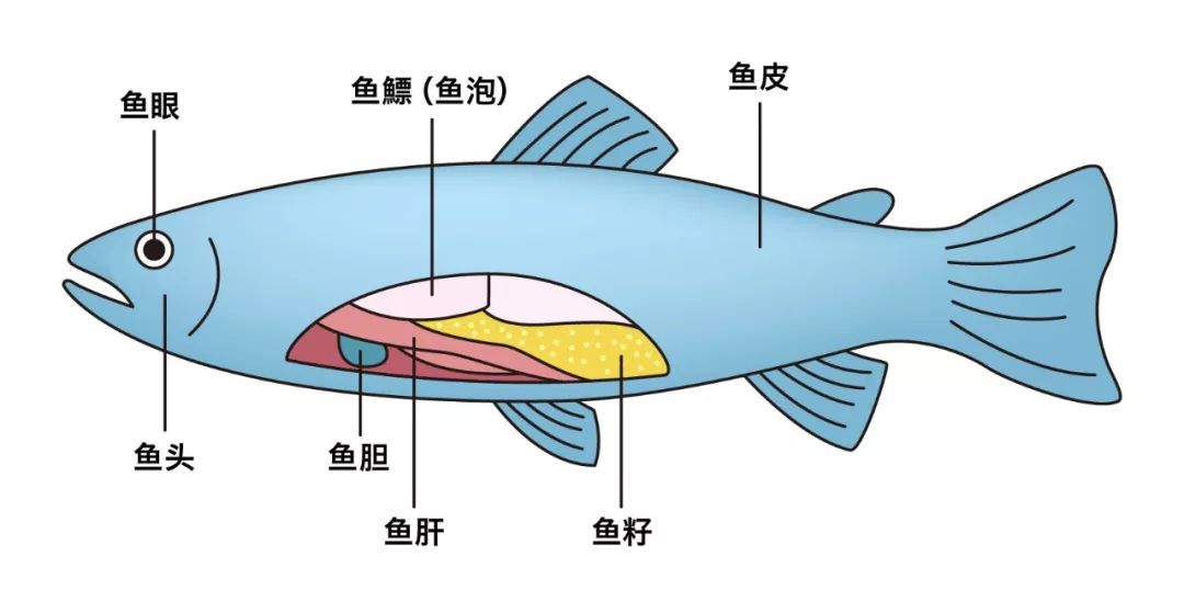 鱼的各个部位名称图解图片