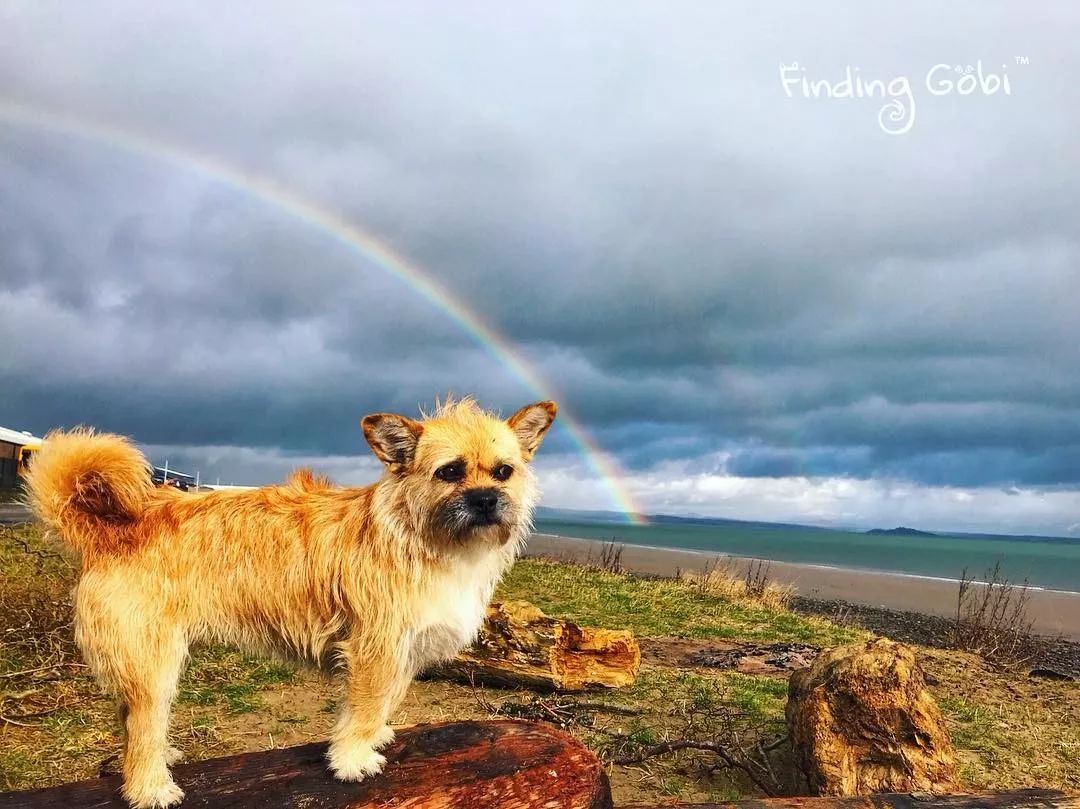 这只中国流浪狗火遍全世界 小狗gobi的逆袭故事
