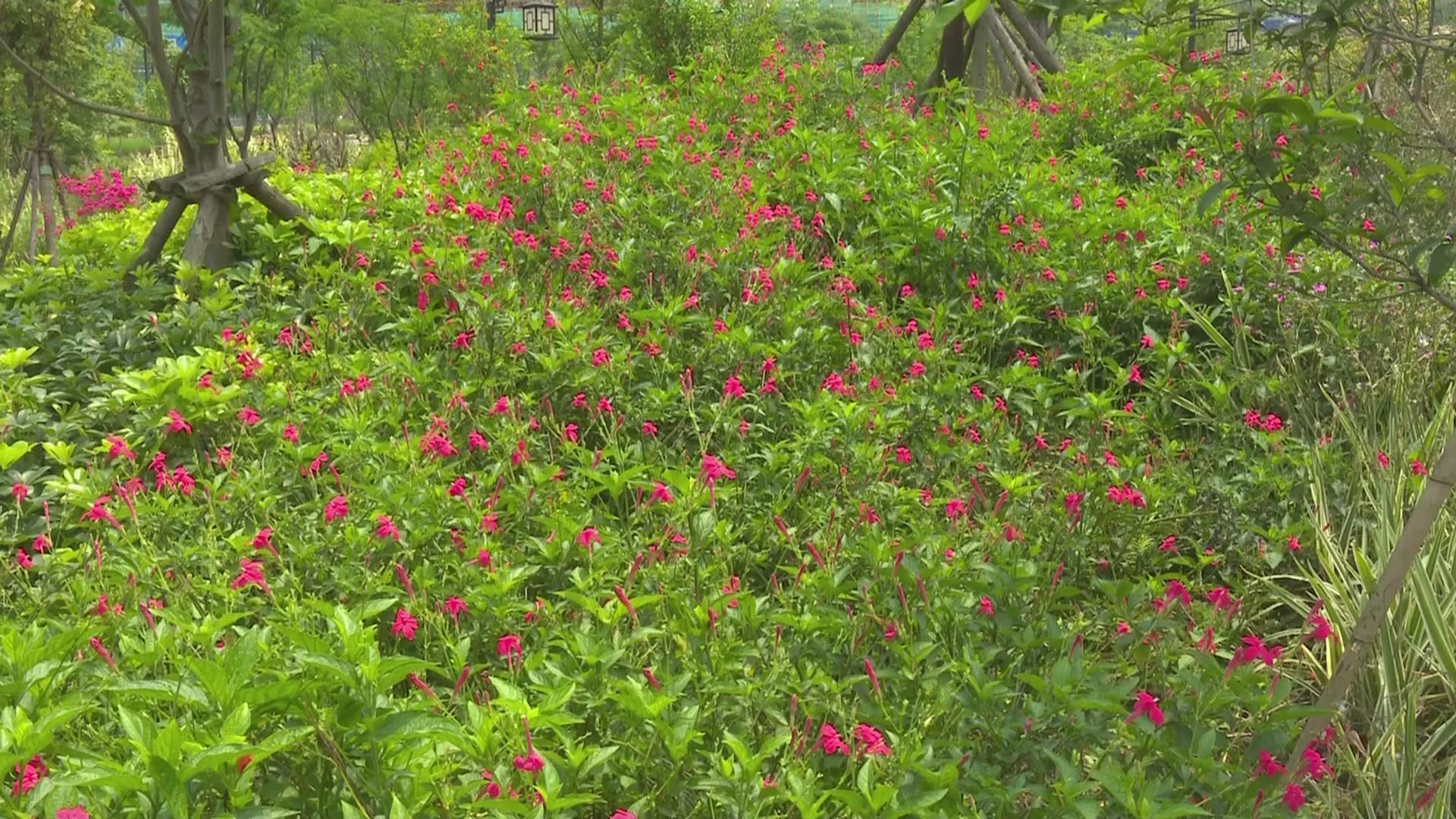 东山湿地公园大花芦莉绚丽绽放