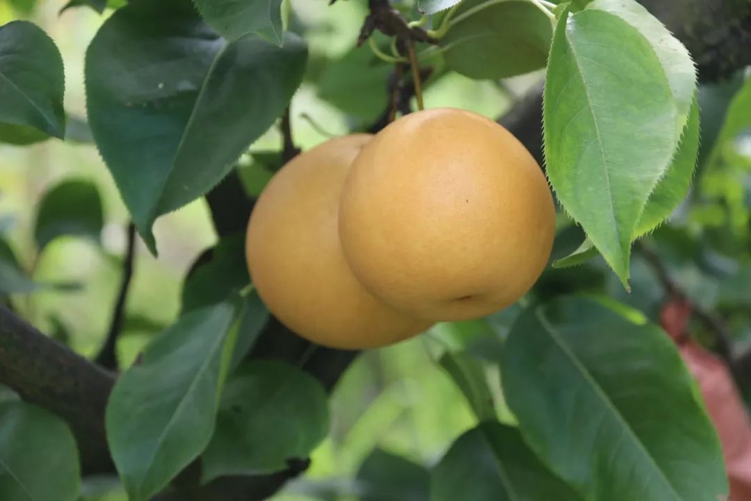 微帮扶良田镇陈家湾6万斤的黄梨等您来采摘价格超实惠