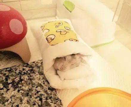 网友为仓鼠准备了个小床,小仓鼠一开始是拒绝哒,但后来竟然.