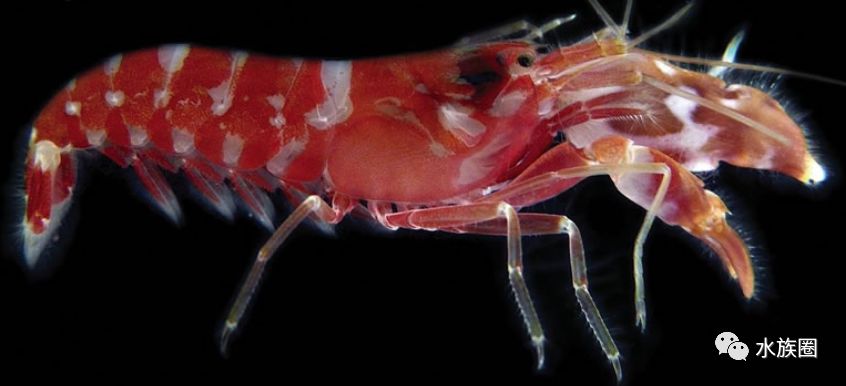 鼓虾alpheidae手枪虾介绍snappingshrimp