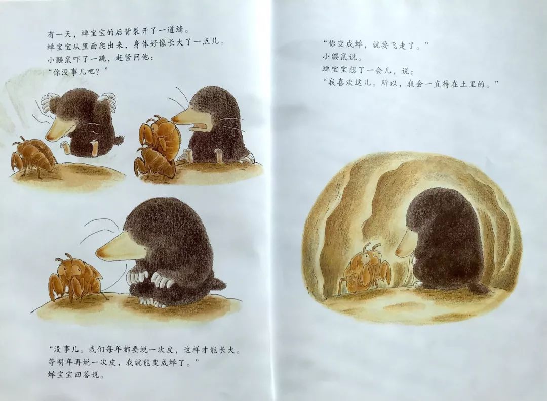 《小鼹鼠和蝉宝宝》