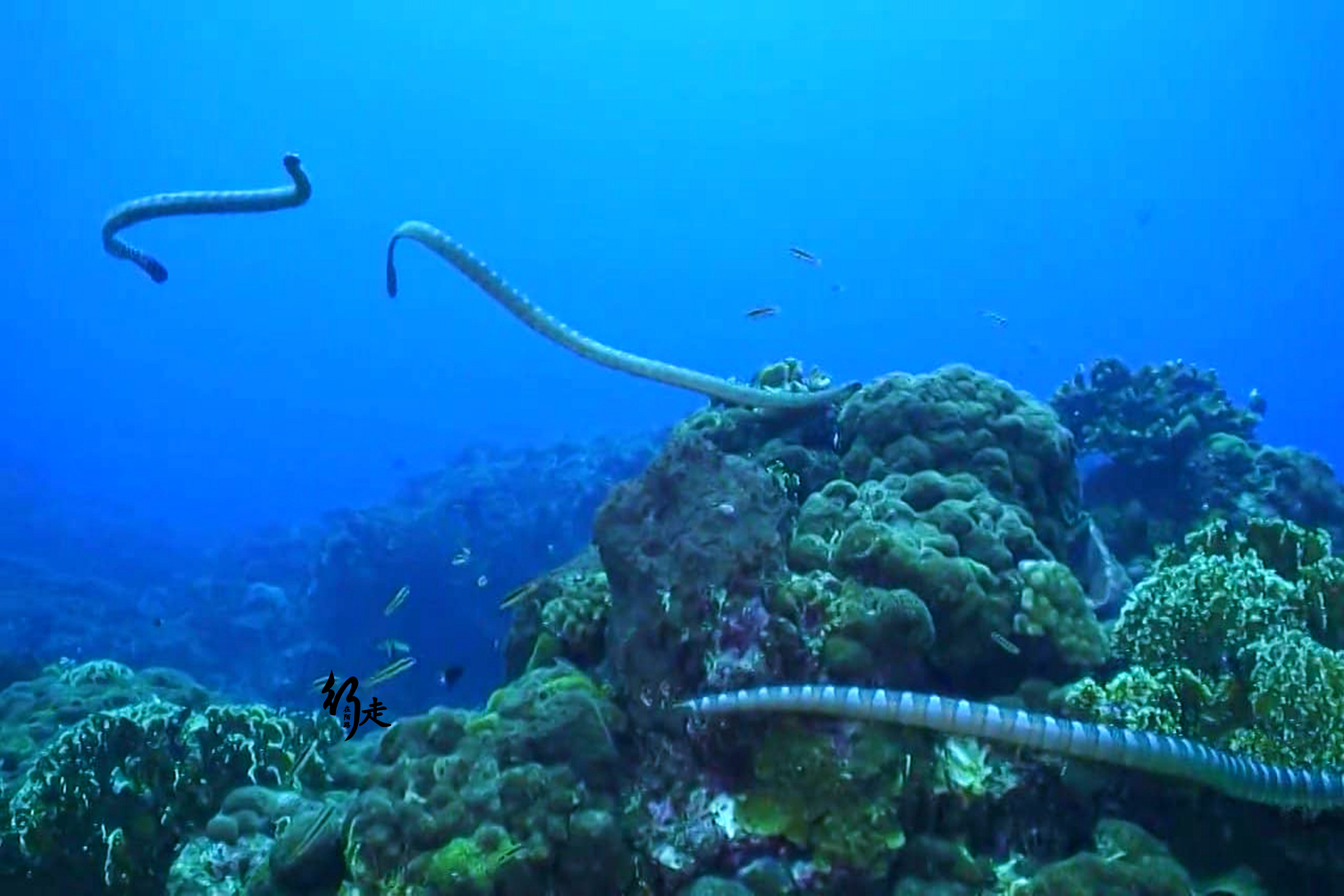 千岛湖蛇岛恐怖图片