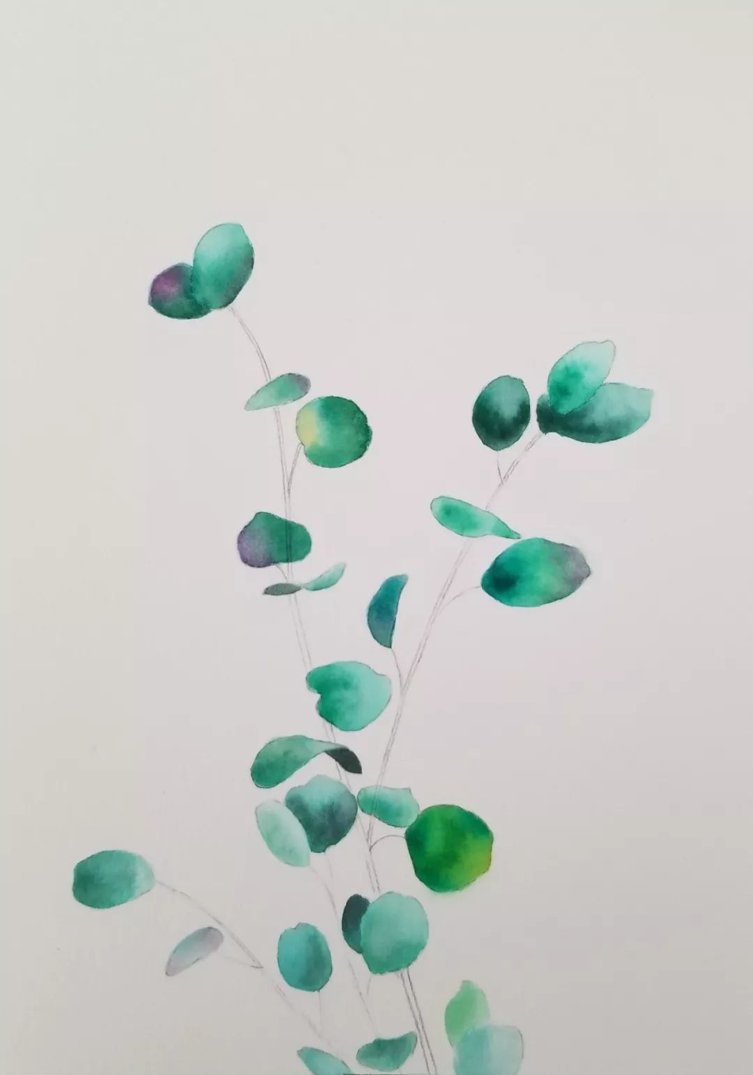 水彩教程易于临摹的尤加利叶