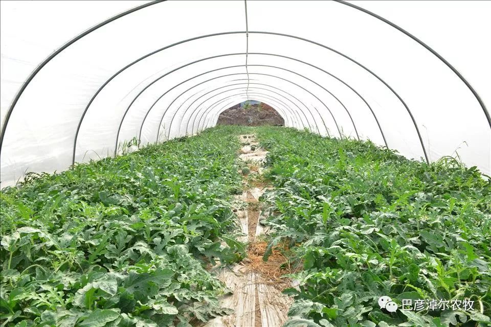 高品质麒麟西瓜在我市试种成功_种植