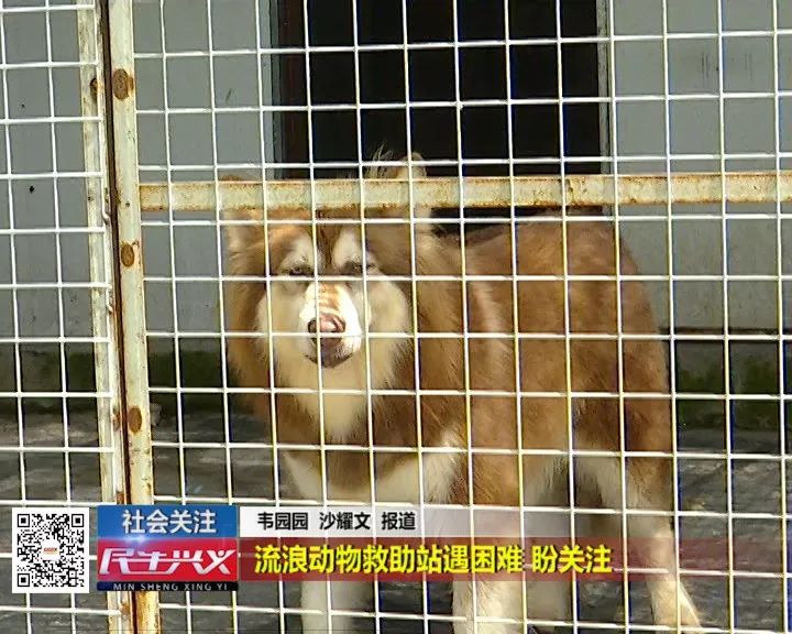 民生興義社會關注流浪動物救助站遇困難盼關注