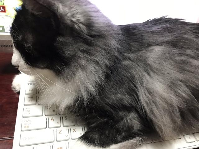 用爱感化捡来的流浪猫,漫画记录下全过程,网友