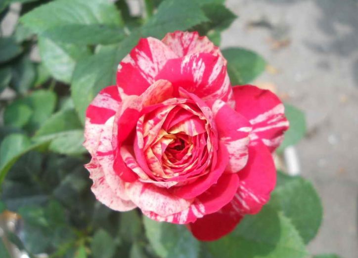 每日一花红白毛茛开花红中带条纹的月季