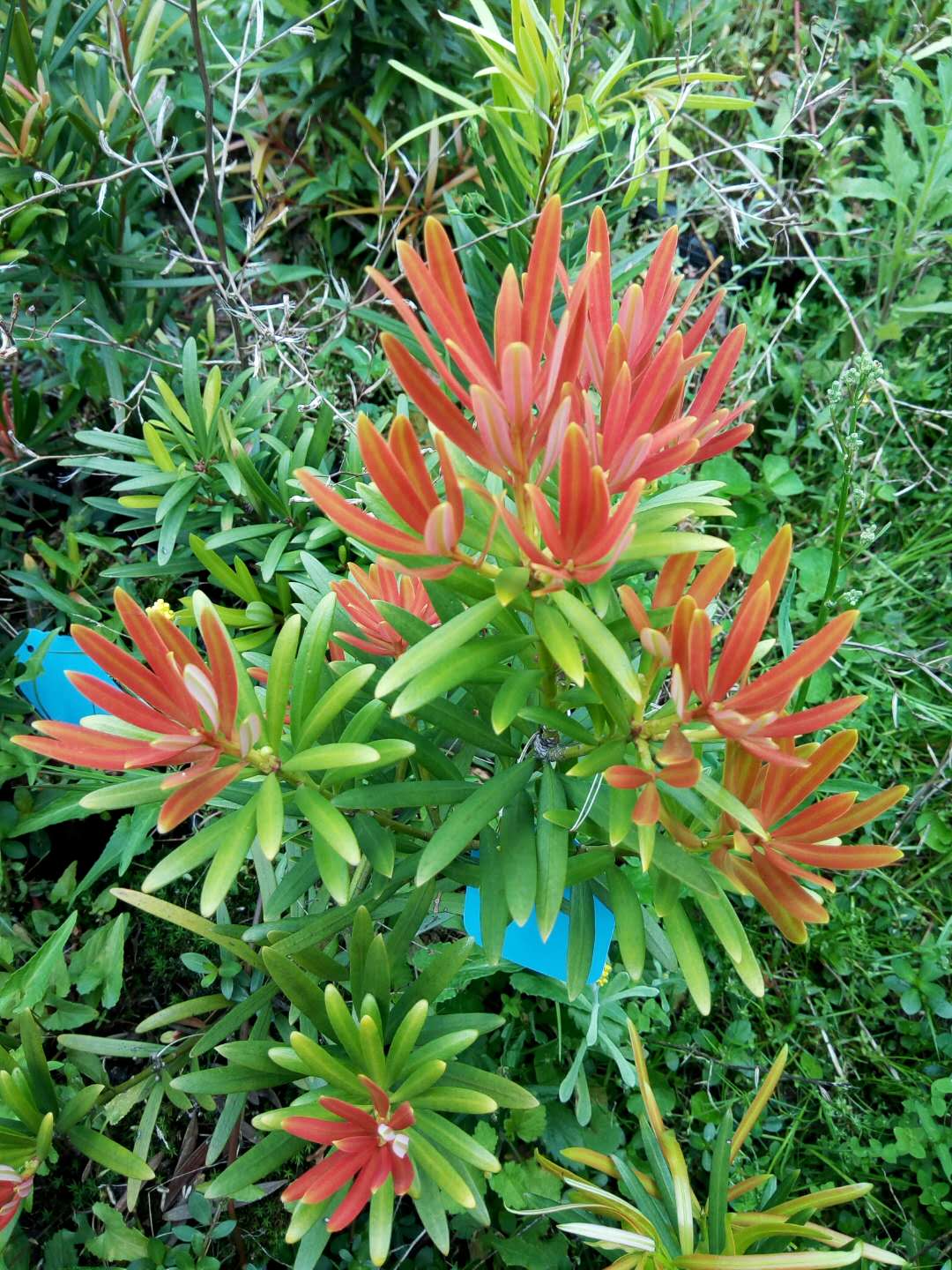 四季红芽海岛罗汉松新一代景观造型植物