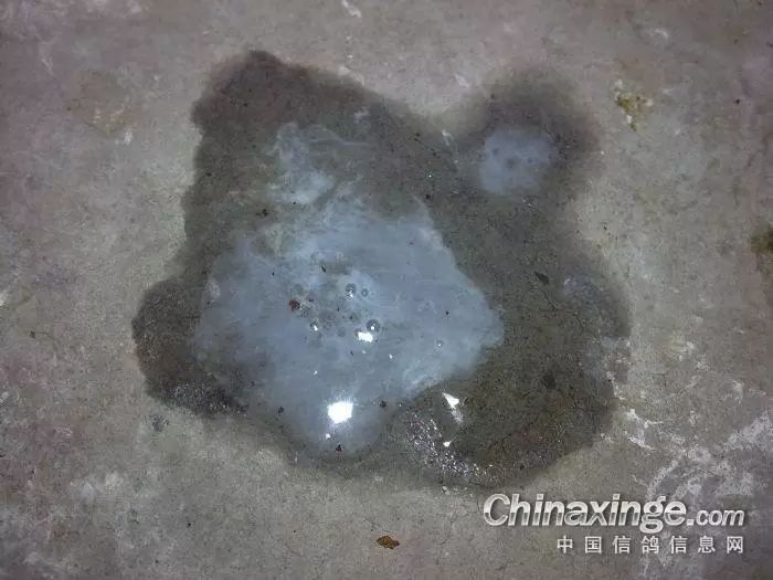 上面2图是鸽子拉的水便非常严重!