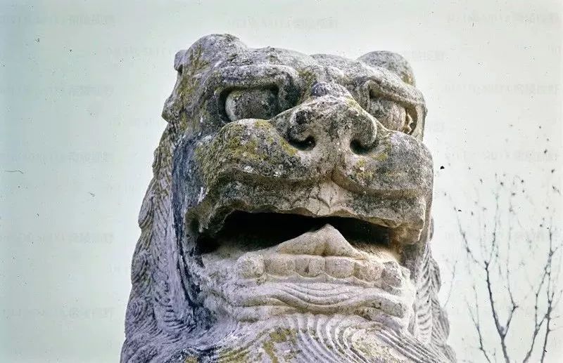 武周孝明高皇后杨氏顺陵 玄武门石狮,1981▲ 武周孝明高皇后杨氏顺