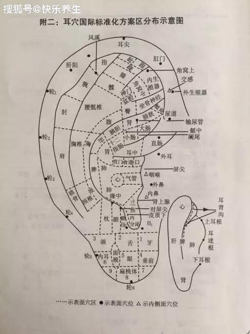 全息脏腑定位耳穴疗法