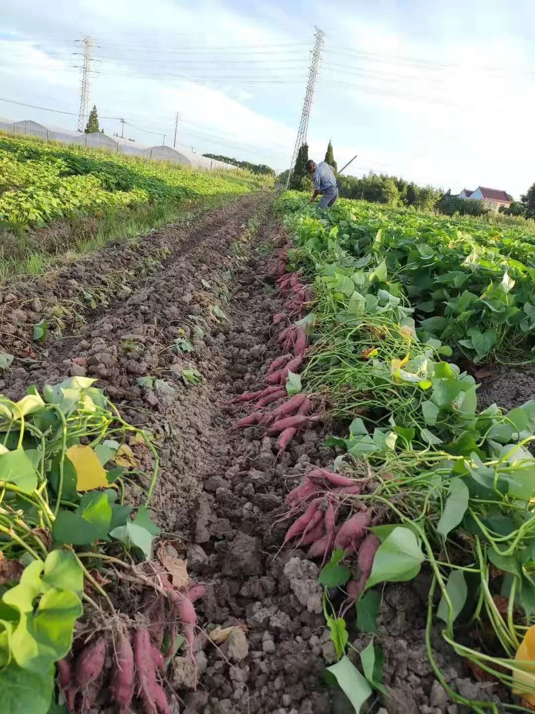 好消息!金山本地产的小香薯开挖啦!那滋味吃一口就让人停不下来!