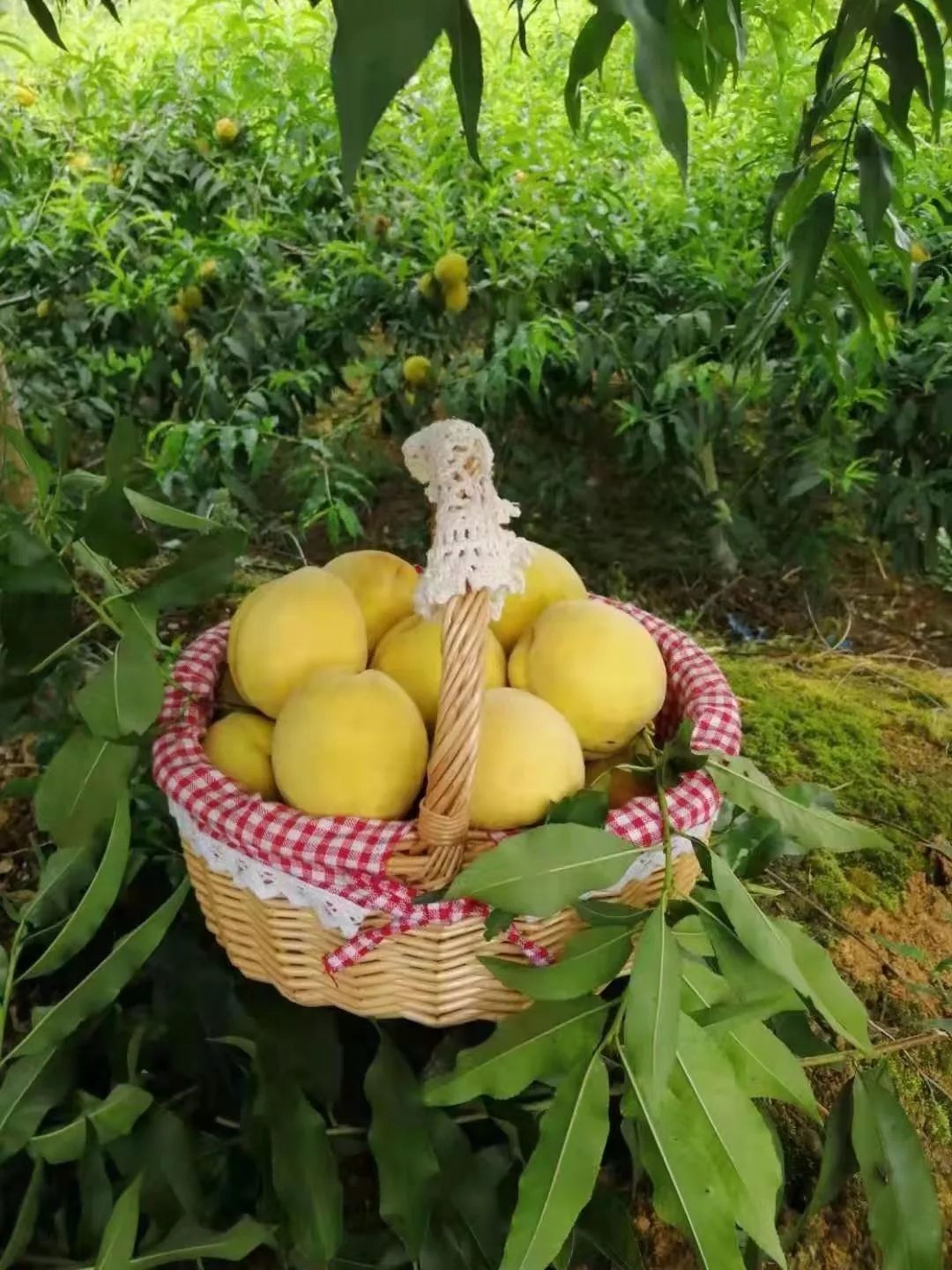 苗乡6月,桐木寨的黄桃也熟啦~走,组团摘桃子吃去