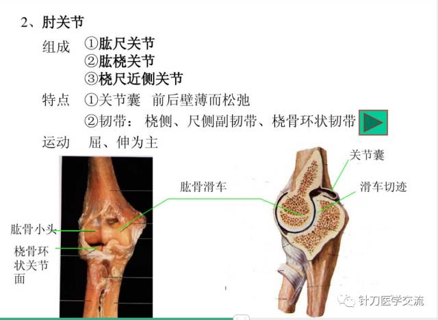 人體解剖學關節學