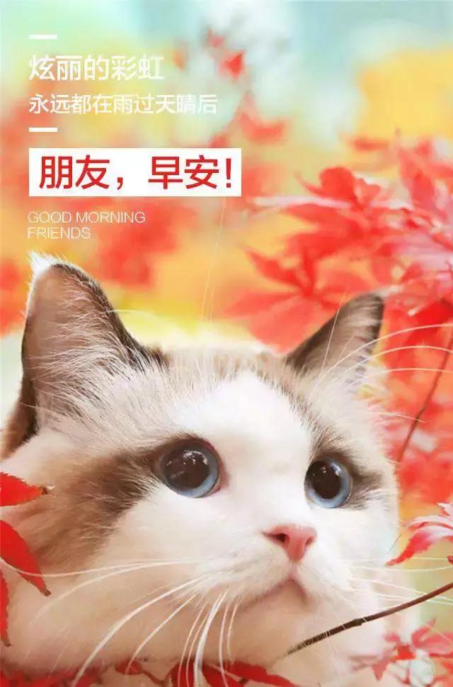 承诺有时候就是一个骗子说给一个傻子听的早安