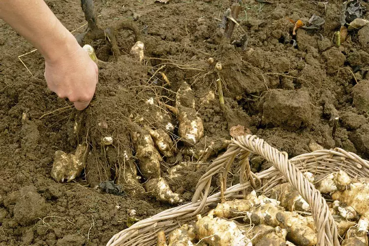 原创过去农村随处可以的洋姜这几年很少有人种植了什么原因呢