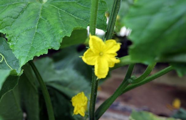 黄瓜为什么只开雄花无雌花掌握这几点调控措施多开雌花多结瓜