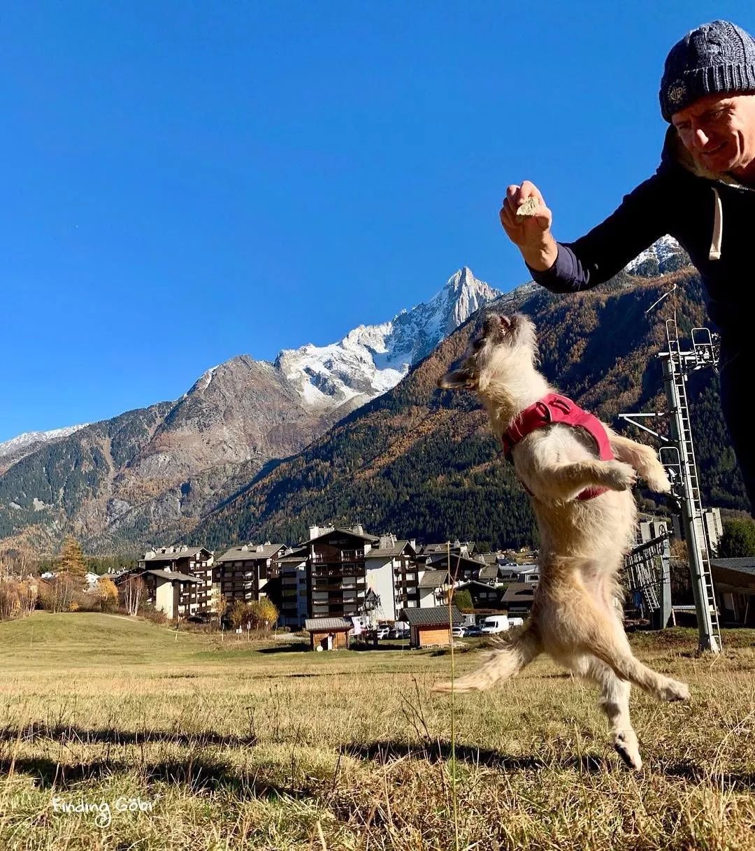 这只中国流浪狗火遍全世界 小狗gobi的逆袭故事