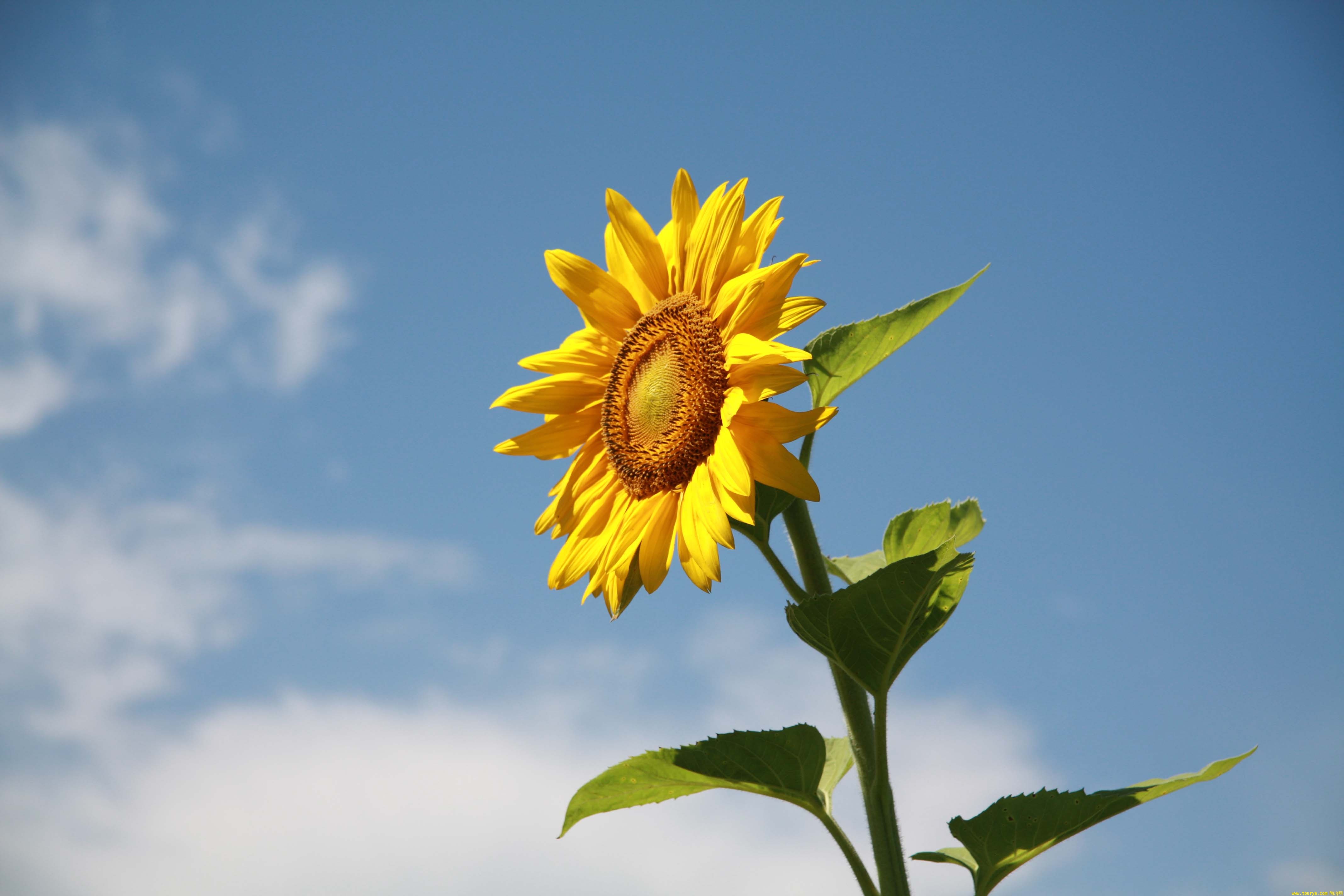 sunflower花语图片