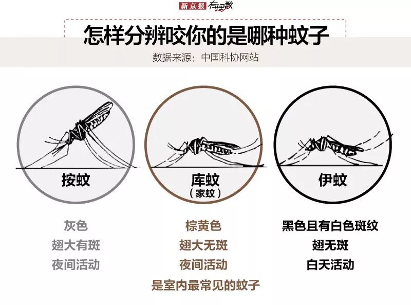 喜欢撅着屁股,使身体和皮肤呈一定角度进行叮咬,是携带病毒最多的蚊子