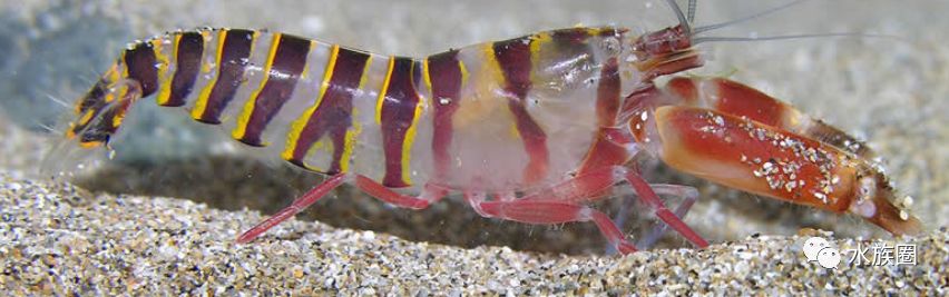 鼓虾alpheidae手枪虾介绍snappingshrimp
