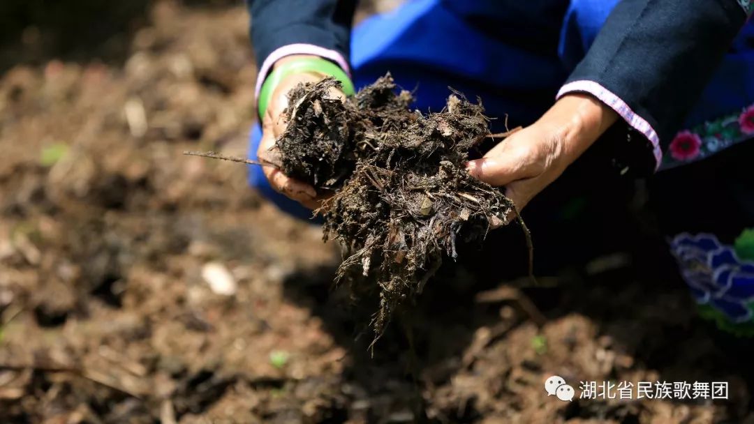 海拔1700米的高山富硒土豆质优味美稍稍动那么一下念头口水就
