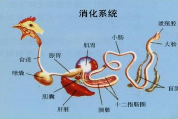 消化道包括哪些呢:口腔,食道,嗉囊,腺胃,肌胃,十二指肠,空肠,回肠