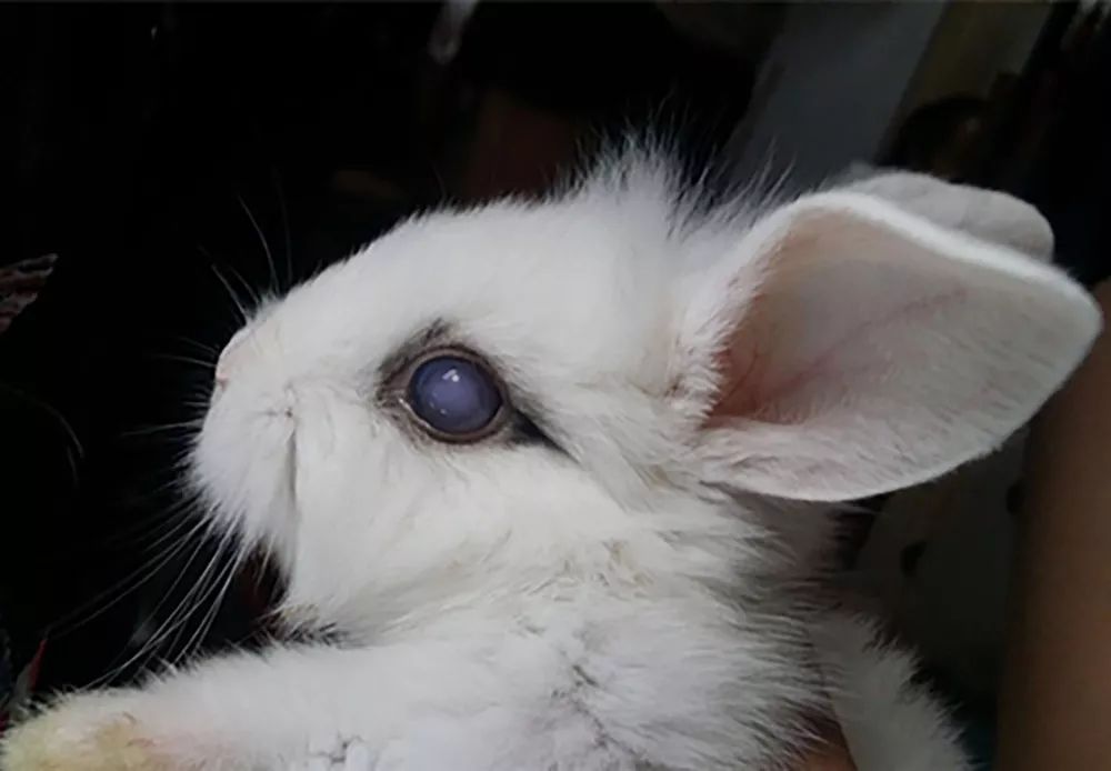 兔子眼睛变得白浊是怎么回事