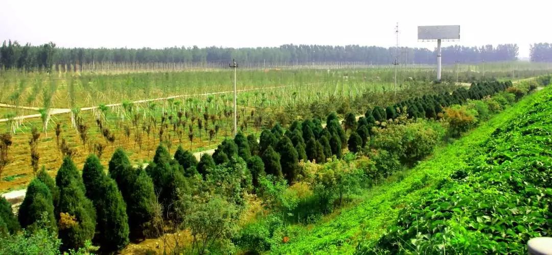 及彩色树种造林等工程 生态景观林建设 推进新一轮百万亩造林工程