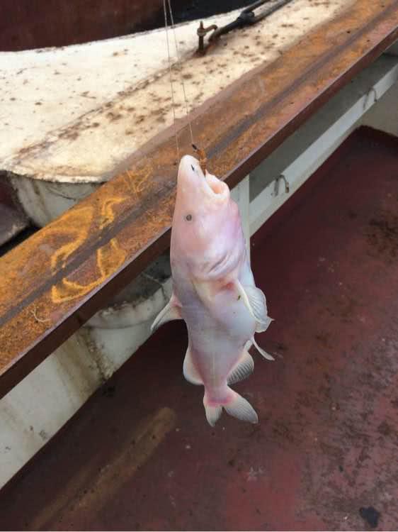 这才是江团——跟上述怪鱼相比,鱼头部分差异很大盐城河道里出现的