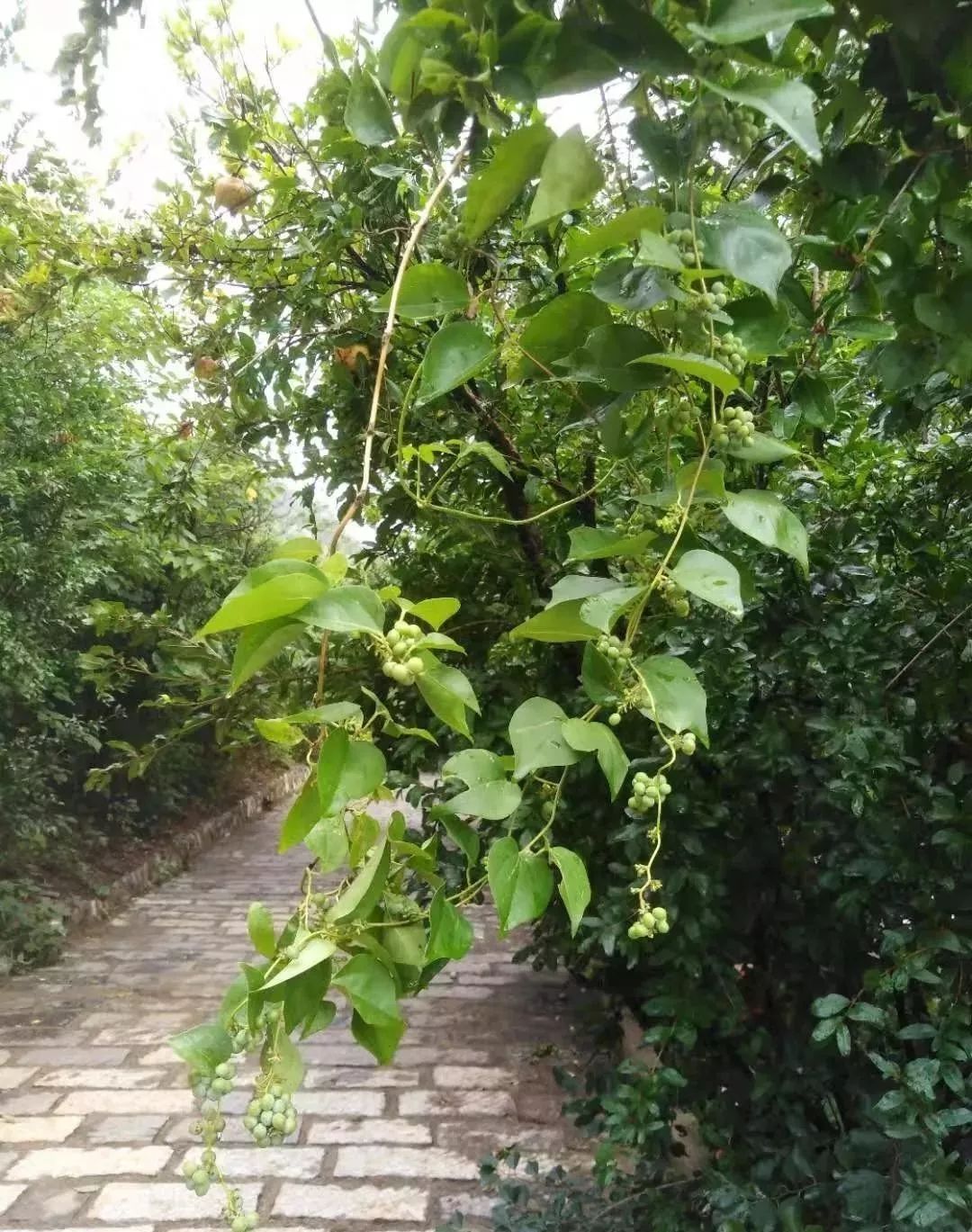 雨后青檀寺,泉水叮咚,美翻啦