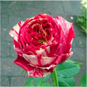 每日一花红白毛茛开花红中带条纹的月季