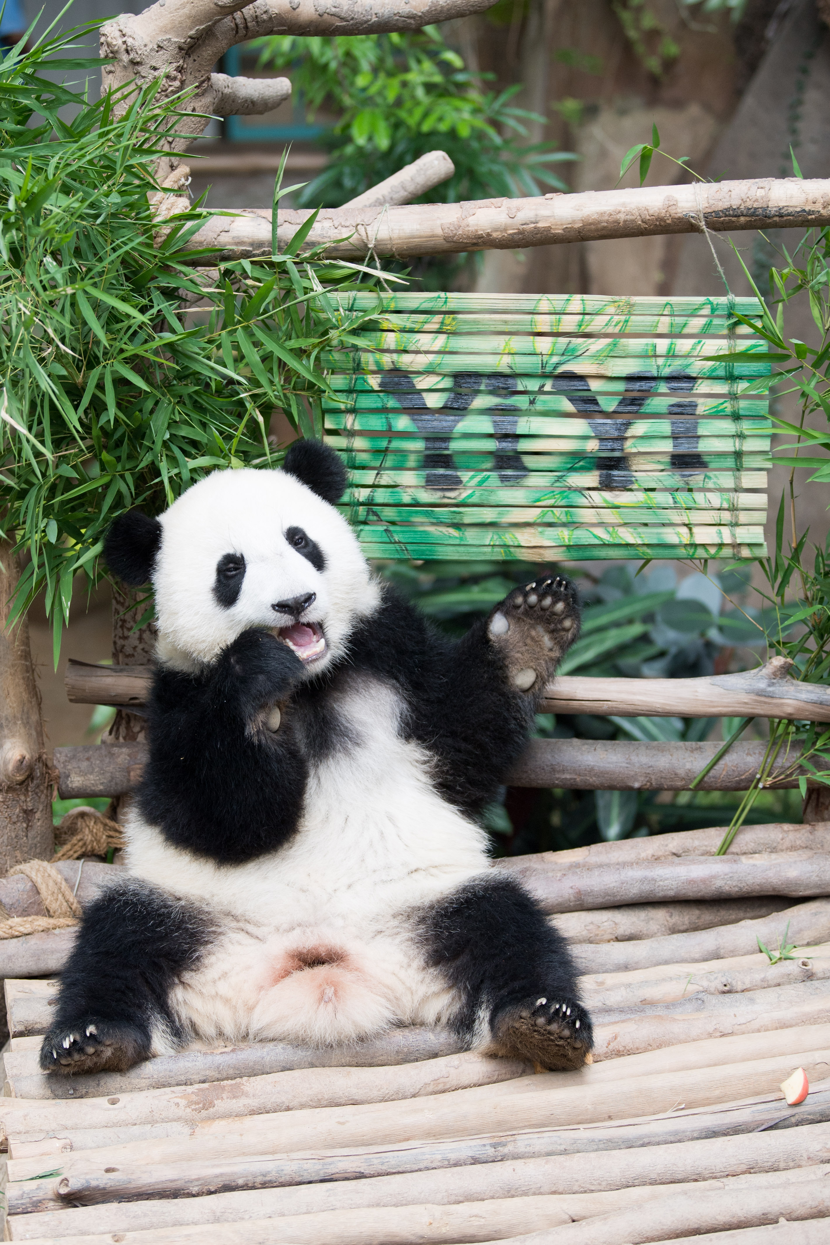 8月1日,在馬來西亞吉隆坡附近的馬來西亞國家動物園,大熊貓寶寶