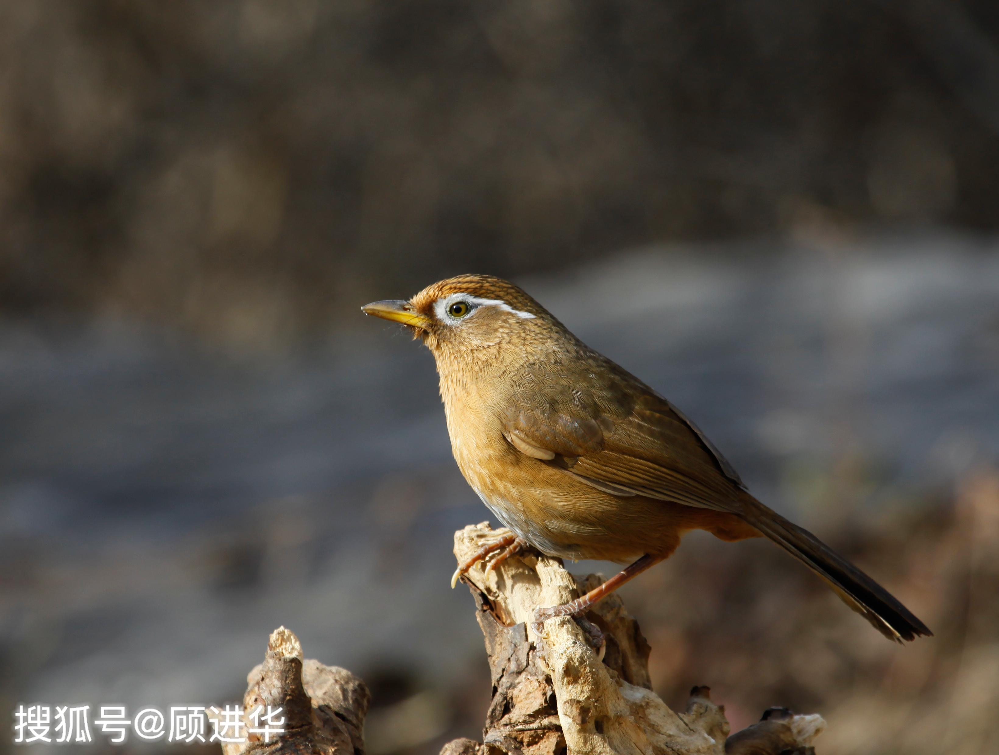 紅點頦,山雀等