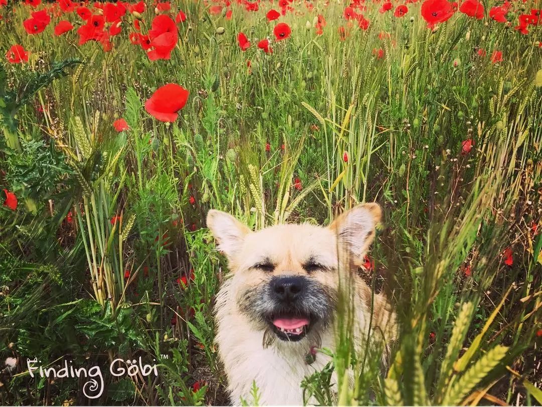 这只中国流浪狗火遍全世界 小狗gobi的逆袭故事